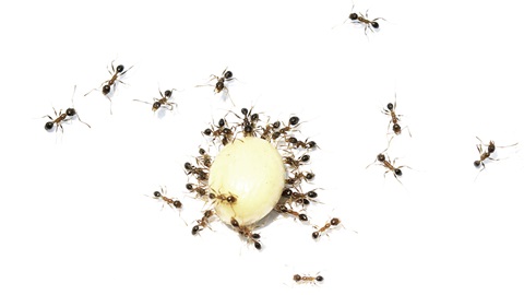 Fourmis
